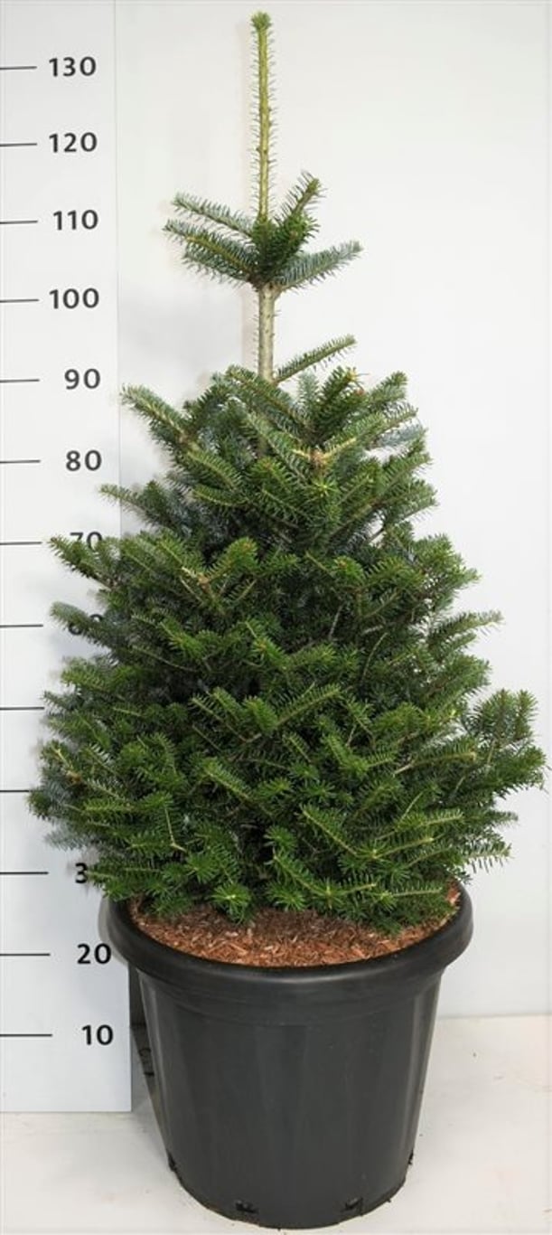 Abies koreana - C25 80-100 CM